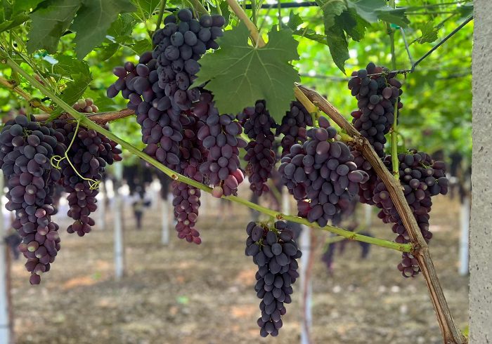 Arriva Maula, l’uva da tavola made in Italy senza semi studiata dal CREA