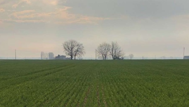 Diserbo precoce. Tutti i vantaggi dell’erbicida ALGOR® PLATIN
