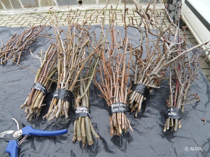 In Basilicata al via la consegna di marze con gemme certificate di pere e melo