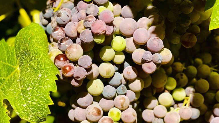 Peronospora. Al via il 19 settembre gli aiuti (da Agea) per 47 milioni di euro