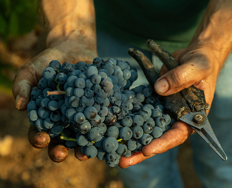 Terminata la vendemmia del Primitivo di Manduria: -40% del prodotto, ma qualità altissima