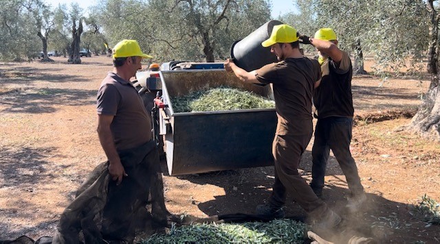 Al via la raccolta delle olive in Puglia: 15 giorni di anticipo e -40% rispetto al 2023