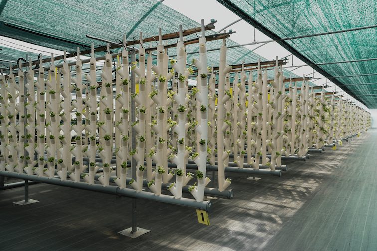 Agricoltura smart: tecnologia e AI al servizio della produzione sostenibile. Il caso di The Circle