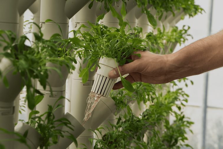 Agricoltura smart: tecnologia e Intelligenza artificiale al servizio della produzione sostenibile