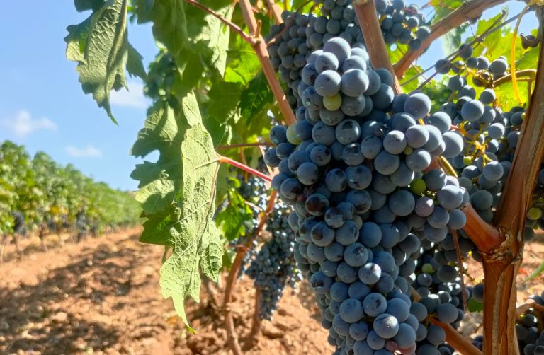 Vendemmia Campania: crescita del 13% rispetto al 2024, raccolto di qualità