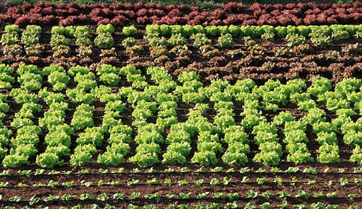 In Spagna avanza il biologico: nel 2023 316.550 nuovi ettari bio (+ 12% in più rispetto al 2022)