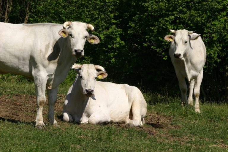 Rilancio della Chianina: ANABIC migliora l’indice genetico per esaltare le qualità della razza