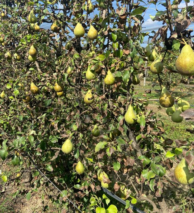 La cimice asiatica colpisce le pere del Veneto: quantità buona, ma qualità compromessa dall’insetto