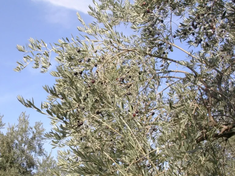 L’eccellenza olivicola del Monte Pisano premiata a Parigi. Oli extravergini d’oliva al concorso Avpa