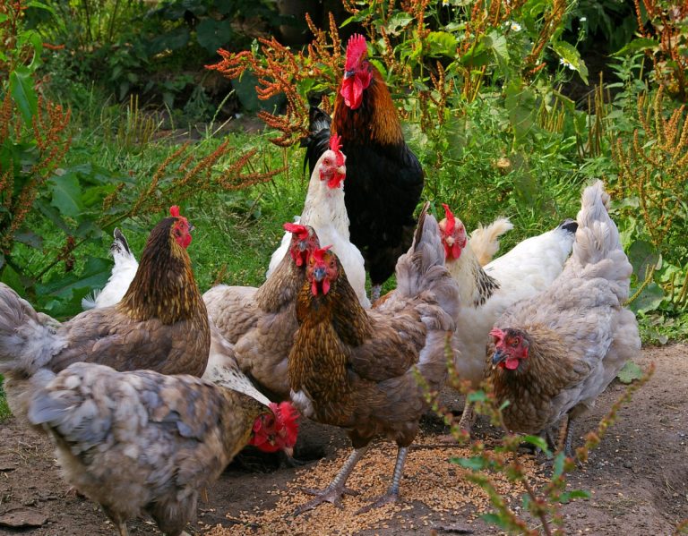 Aviaria, nuovo focolaio a Verona in un allevamento di galline ovaiole