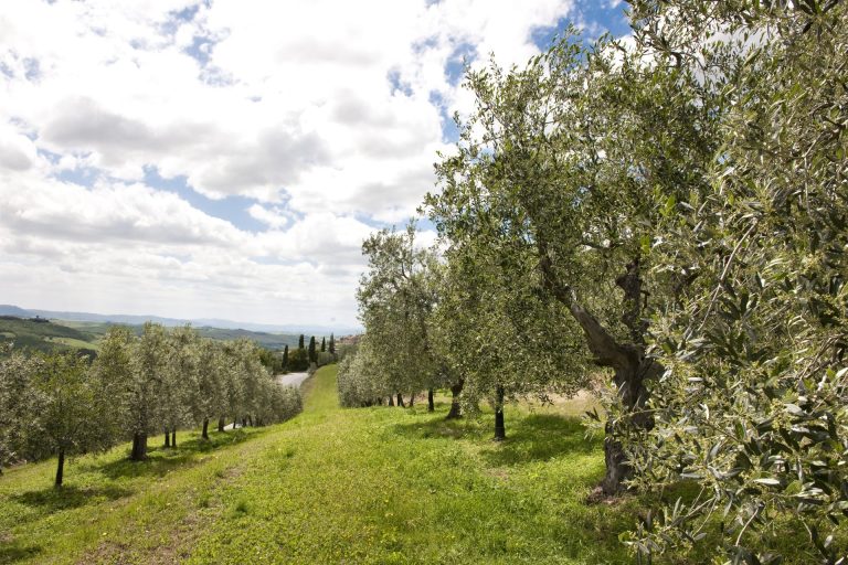 Merenda nell’oliveta: natura, tradizione e cultura a Semproniano in provincia di Grosseto