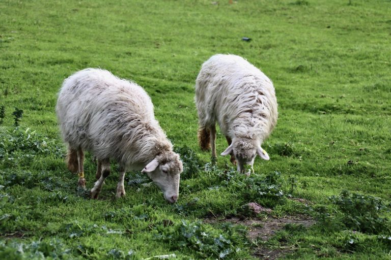 In Abruzzo bando per concessione di lotti pascolativi