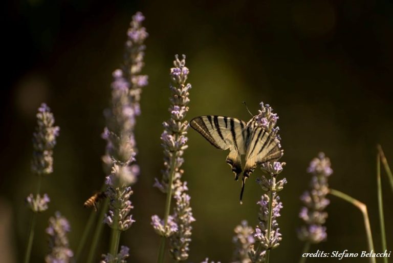 Biodiversità Urbana del Comune di Arezzo: al via il progetto IDEAr. Sabato 29 marzo
