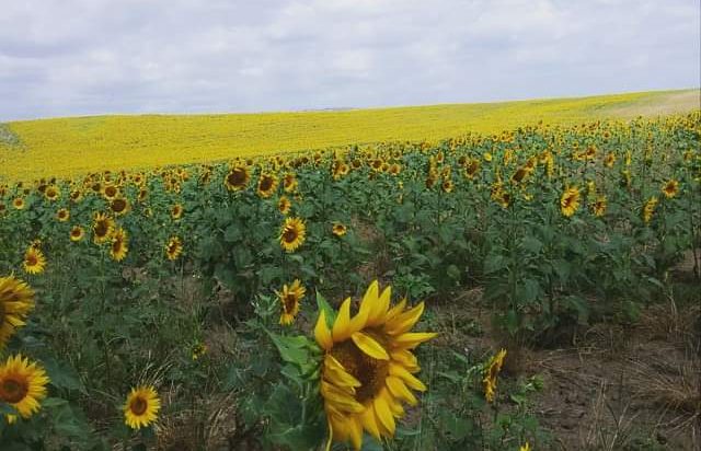 Olio di girasole: innovazione e sostenibilità per rafforzare il settore