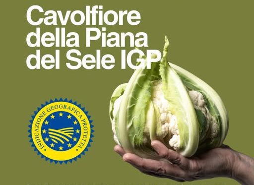 Riconosciuto il Consorzio di Tutela del Cavolfiore della Piana del Sele IGP
