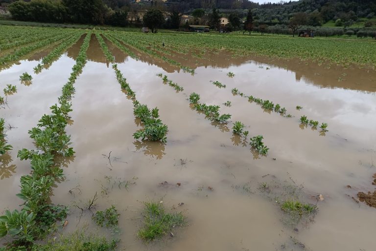 Danni da calamità naturali, rinvio per obbligo assicurazione per le aziende agricole