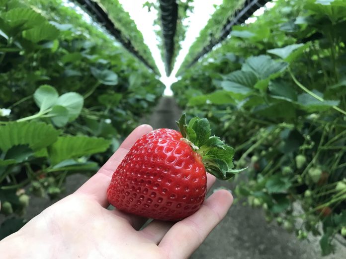 fragole