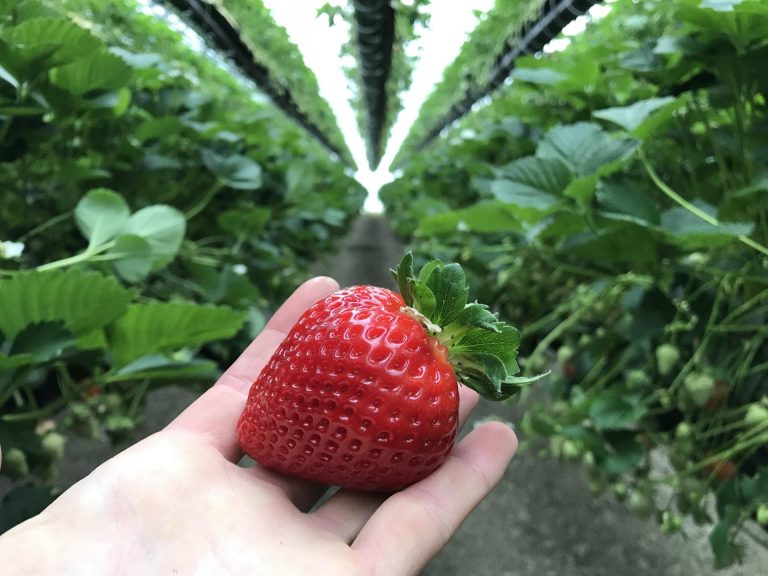 fragole
