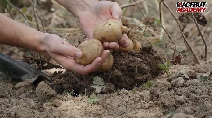 International Potato Symposium