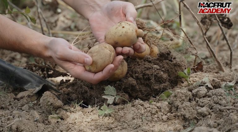 International Potato Symposium