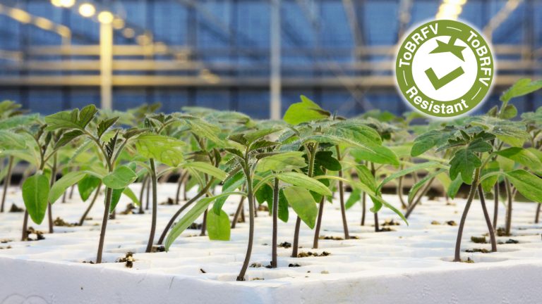 Syngenta Vegetable Seeds presenta la nuova gamma di portinnesti resistenti al ToBRFV