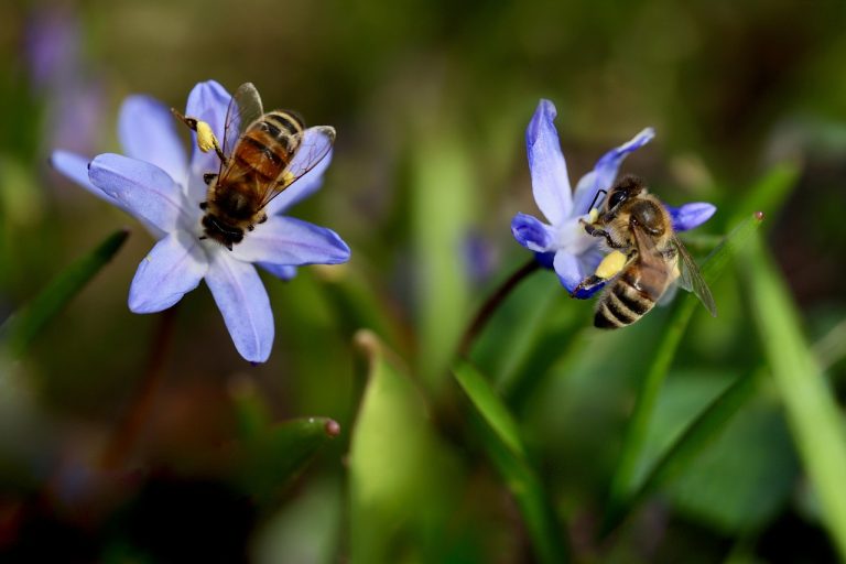 Giannutri: il Parco dice no alle api ma autorizza pesticidi. Le associazioni apistiche chiedono l’intervento della Regione Toscana