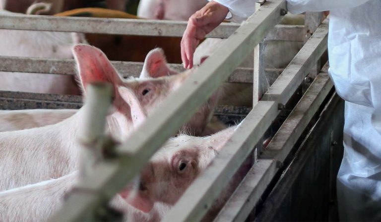 Nutrizione animale sostenibile. Convegno finale del progetto 2ndLife a Pisa