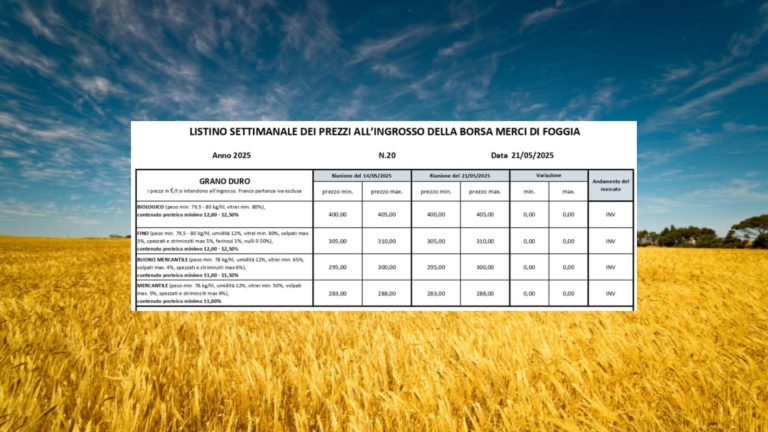 Grano duro, quotazioni stabili a Borsa Merci Foggia (21 maggio). Il Fino resta a 305-310 euro