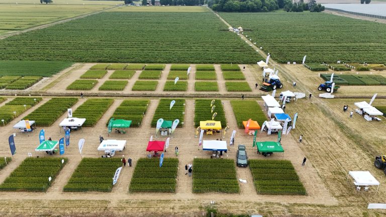 Grano, per il duro produzione in calo (-7%), qualità in crescita. Preoccupazione Consorzi Agrari d’Italia