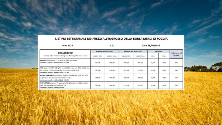 Grano duro, quotazioni stabili a Borsa Merci Foggia (28 maggio). Il Fino resta a 305-310 euro a tonnellata