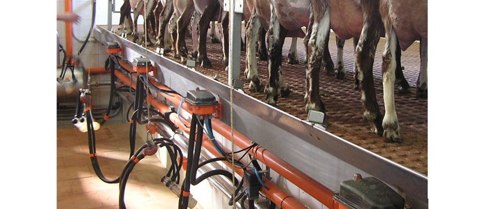 Blackout in Spagna, danni all’agricoltura: animali non munti nelle stalle, e coltivazioni senza irrigazione