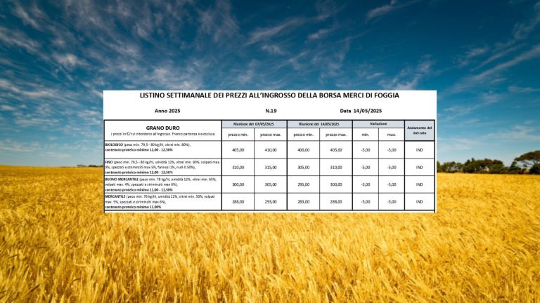 Grano duro, quotazioni in calo (-5 euro/t) a Borsa Merci Foggia (14 maggio). Il Fino scende a 305-310 euro, perso oltre il 12% valore in un anno