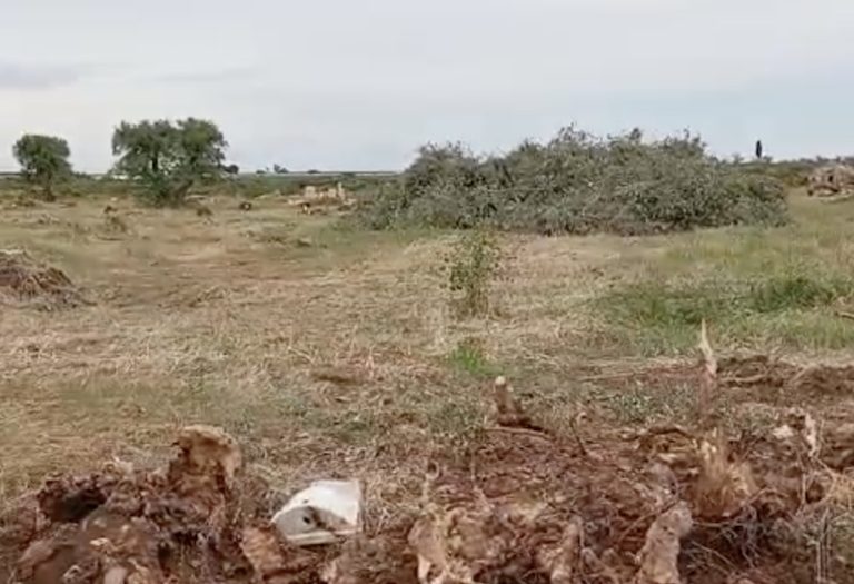 Puglia: Duemila olivi secolari sradicati per far posto a 15 ettari di pannelli fotovoltaici. Protesta la Cia: ‘Scempio e vergogna’