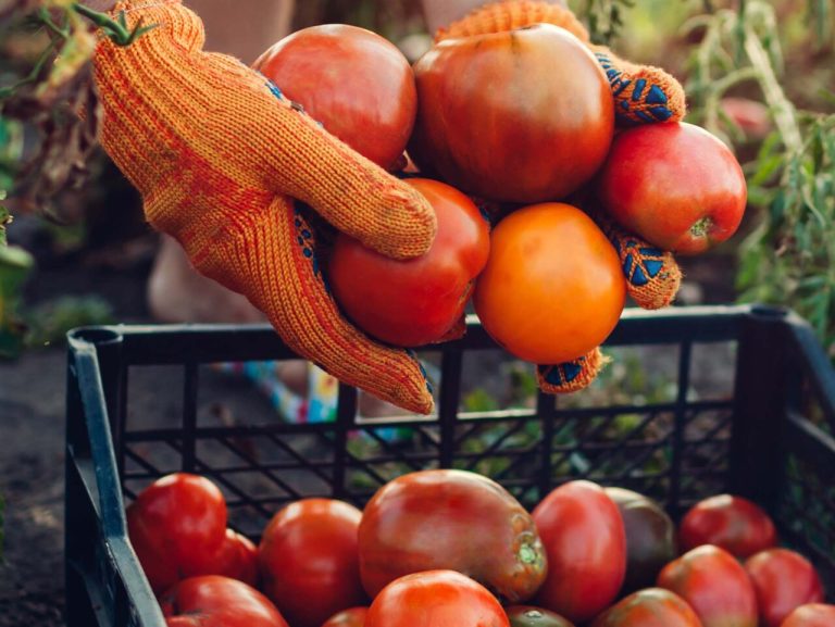 Economia circolare in Toscana. Il 23 maggio a Pisa convegno del progetto Microforagri