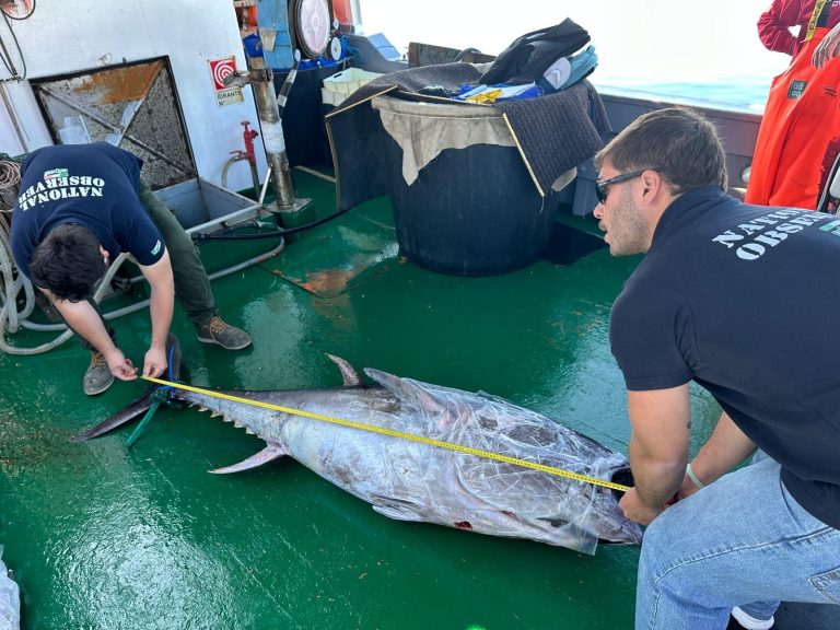 Pesca. Scatta il “Sigillo di Garanzia”, Lollobrigida: ancora più sicurezza e garanzia qualità