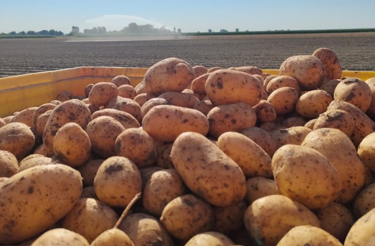 Borsa patate di Bologna: fissato il prezzo delle patate destinate al conto deposito