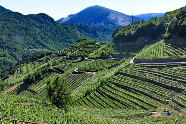 Dal 4 al 6 luglio la Valle di Cembra brinda al Müller Thurgau