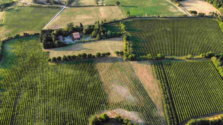 Equalitas: +139% in 3 anni e certificazione per 8,8 milioni di ettolitri di vino