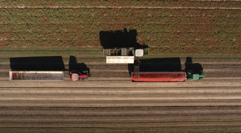 Campagna pomodoro da industria 2025: iniziata la raccolta e trasformazione nel Nord Italia