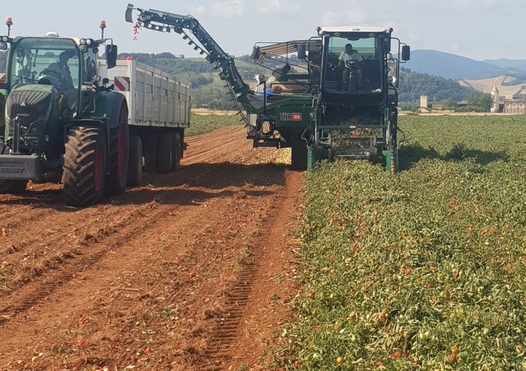 Pomodoro da industria al via la raccolta in anticipo. Confagricoltura Piacenza: Temperature di giugno hanno favorito la maturazione