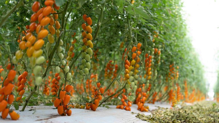 Datterino Tour. Buona la prima per il format lanciato da Finagricola