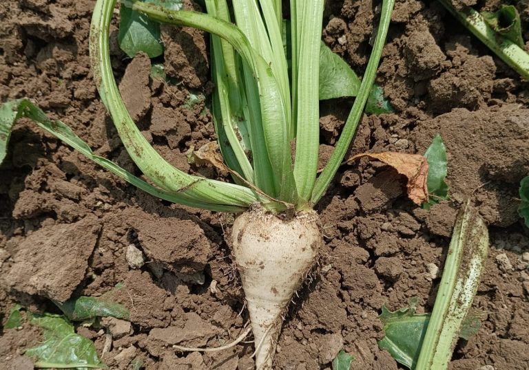 La barbabietola del futuro è il frutto di una ricerca sostenibile basata sull’esperienza della filiera italiana
