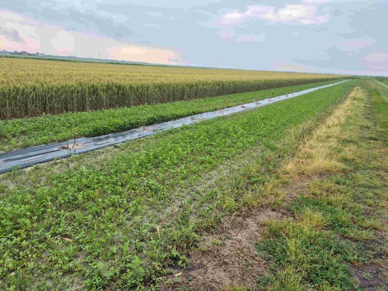 Agricoltori custodi del territorio. Nei campi veneziani nascono incubatori di biodiversità