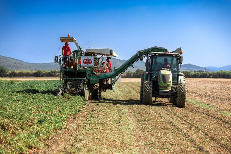 Petti. Al via campagna raccolta e trasformazione: prevista lavorazione di circa 100 mila tonnellate di pomodoro fresco di alta qualità