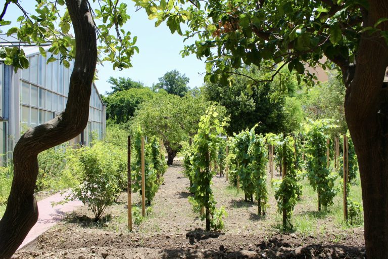 Vigna del Gallo Diego Planeta. Nasce nell’Orto Botanico di Palermo un vigneto urbano che coniuga scienza, memoria e cultura del vino