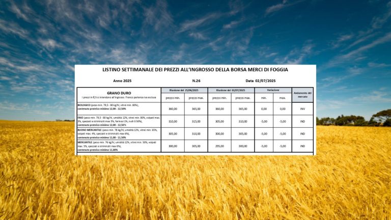 Grano duro, calano le quotazioni (-5 euro/t) a Borsa Merci Foggia (2 luglio). Il Fino vale 305-310 euro: crollo del 45% rispetto a tre anni fa