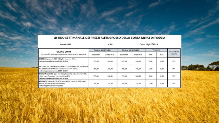 Grano duro, quotazioni stabili (16 luglio) a Borsa Merci Foggia. Il Fino resta a 300-305 euro a tonnellata