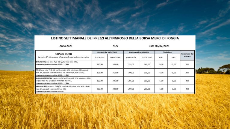 Grano duro: valori ancora in calo (-5 euro) a Borsa Merci Foggia (9 luglio). Il Fino vale 300-305 euro a tonnellata: – 21% in 2 anni e -46% dal 2022