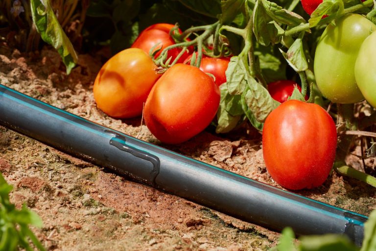 Orticoltura italiana: il ruolo strategico dell’irrigazione smart e degli algoritmi per la qualità delle produzioni