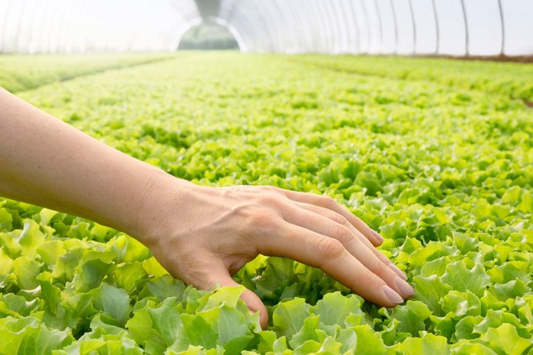 Linea Verde chiude il 2024 con un fatturato consolidato di oltre 378 milioni di euro: crescita del 6%